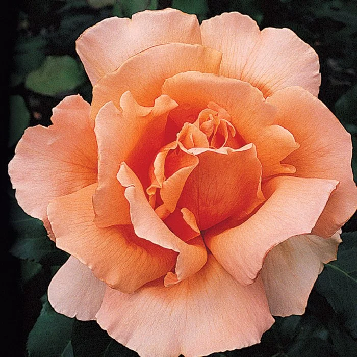 Pretty Lady Rose — Select Roses